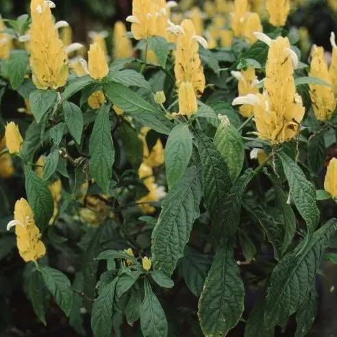 thumbnail for publication: Pachystachys lutea Golden Shrimp Plant